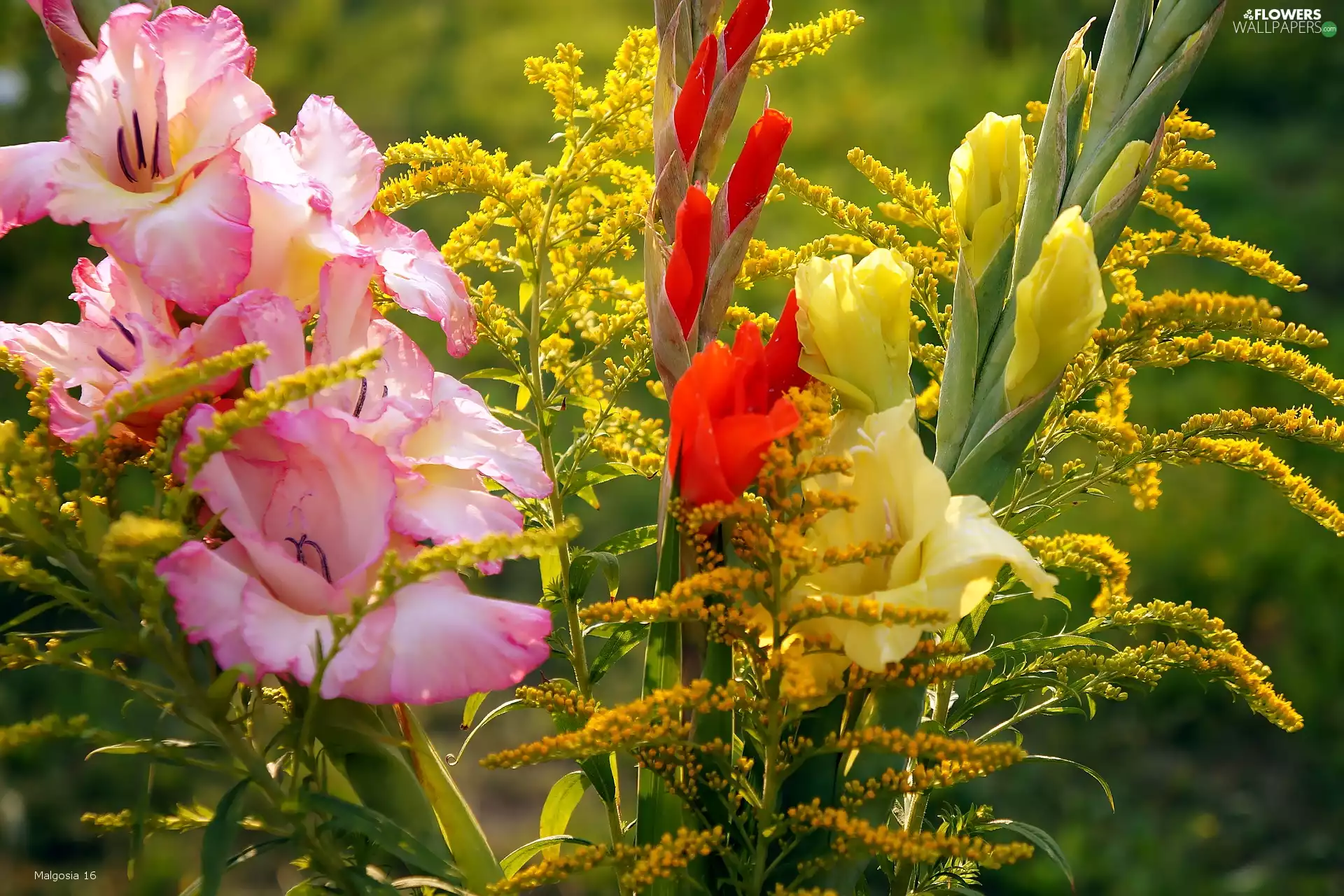 bouquet, gladioli