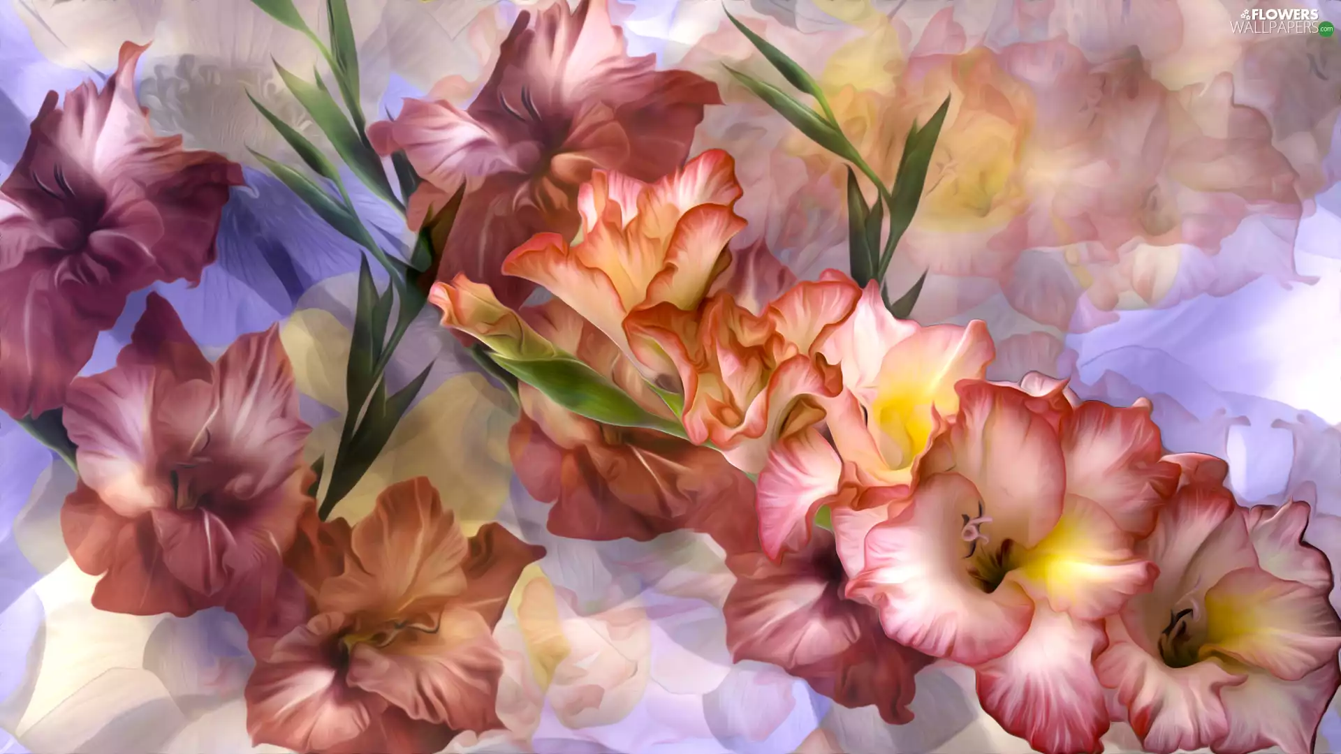 bouquet, gladioli, graphics