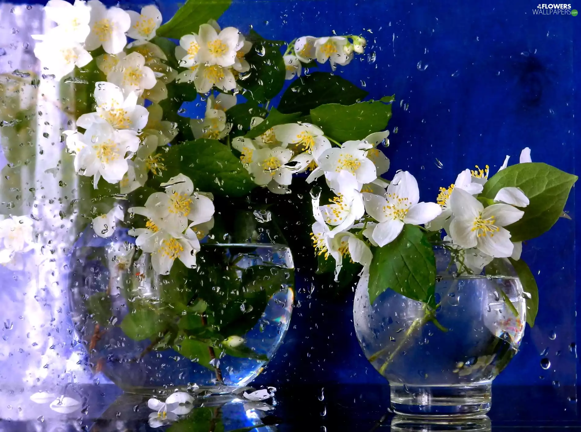 jasmine, Glass, Rain, bouquet