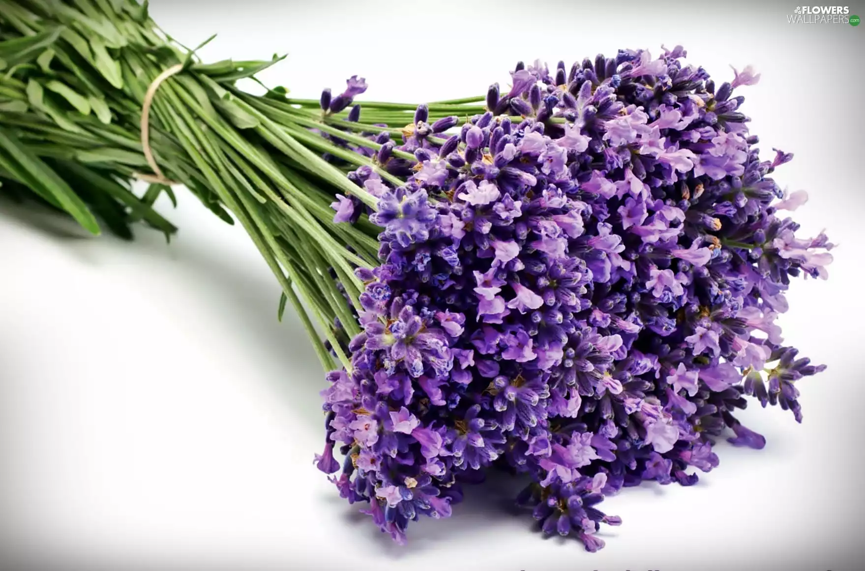 bouquet, lavender