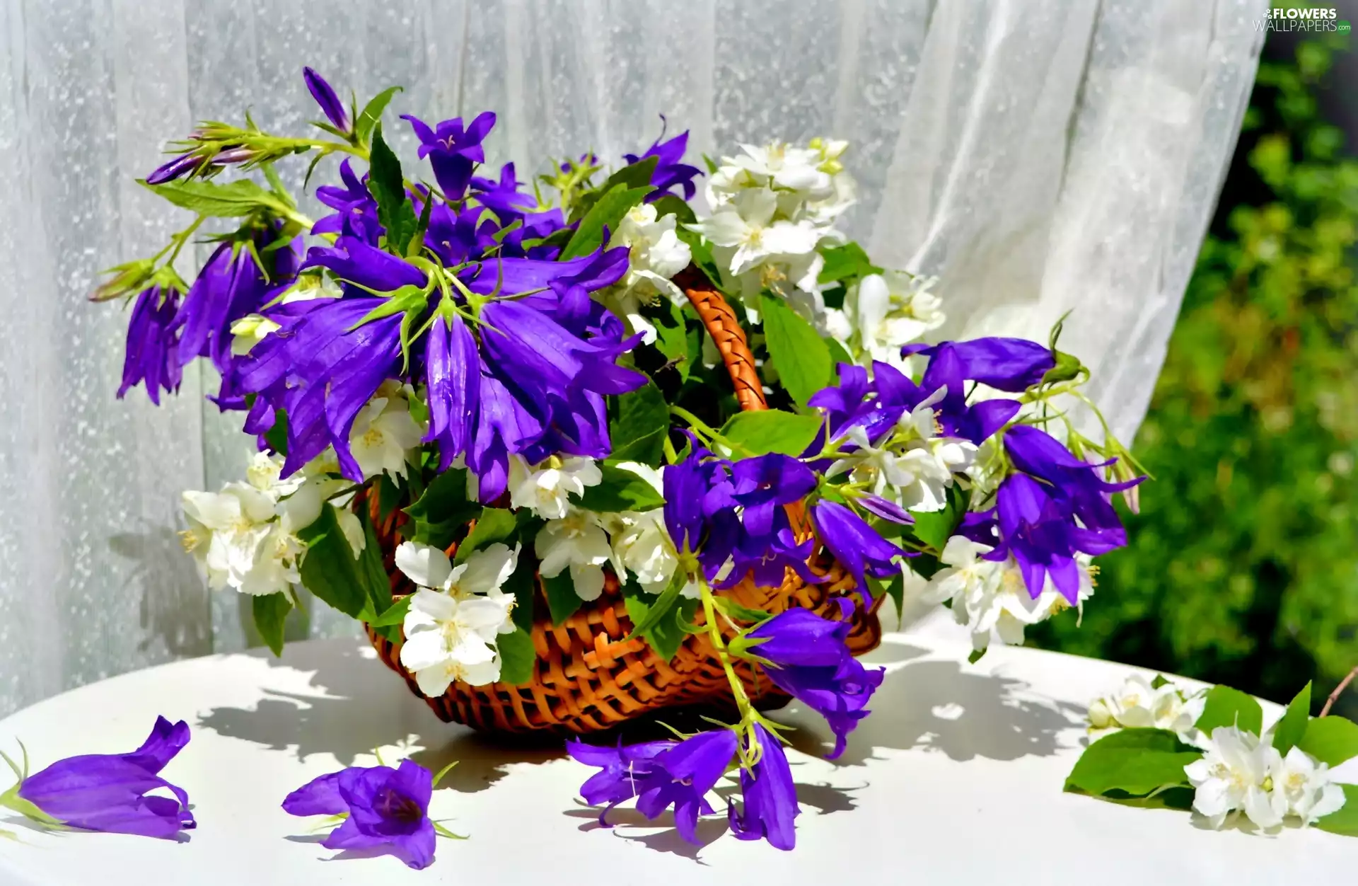 jasmine, Purple Bells, luminosity, ligh, flash, Bouquet of Flowers, basket, sun
