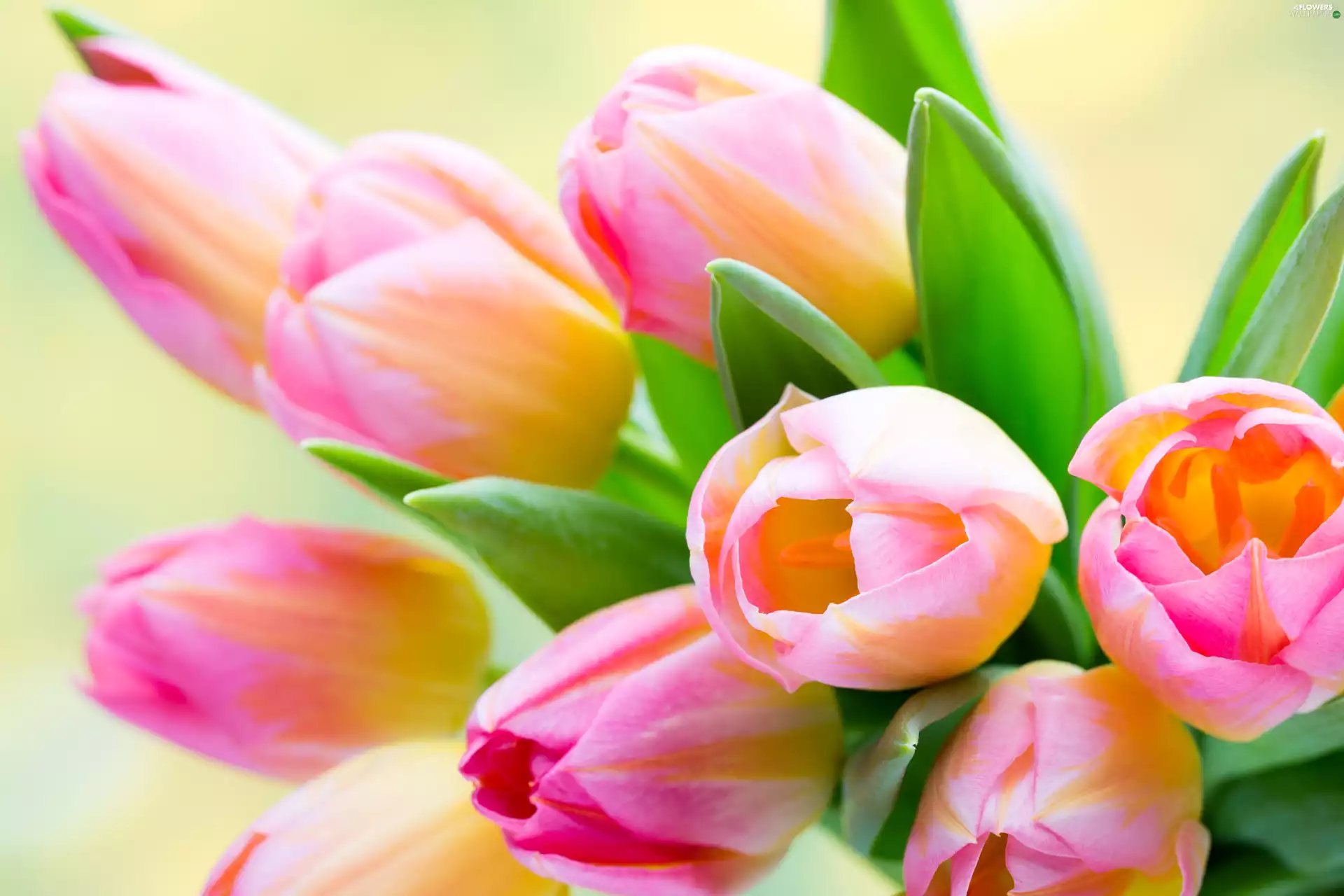 bouquet, Tulips, Pink