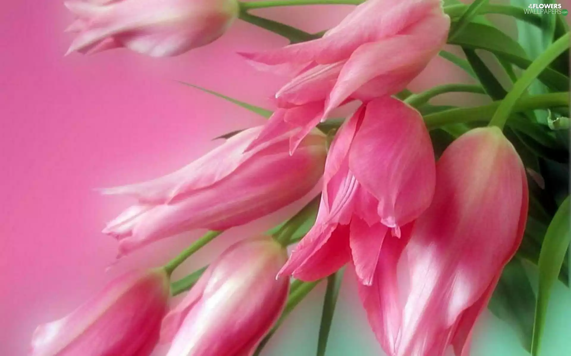 bouquet, Tulips, Pink