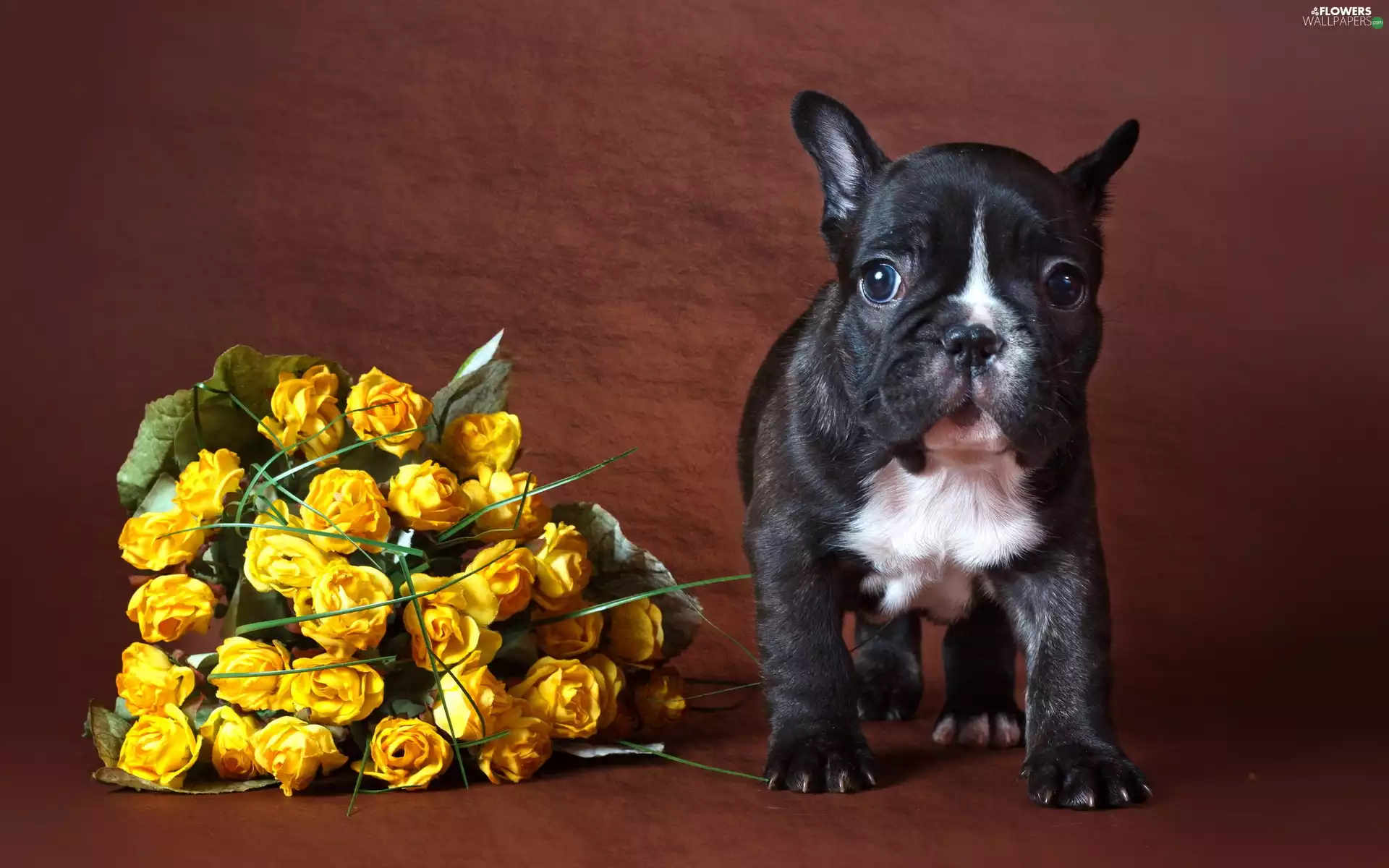 Puppy, yellow, rouge, bouquet