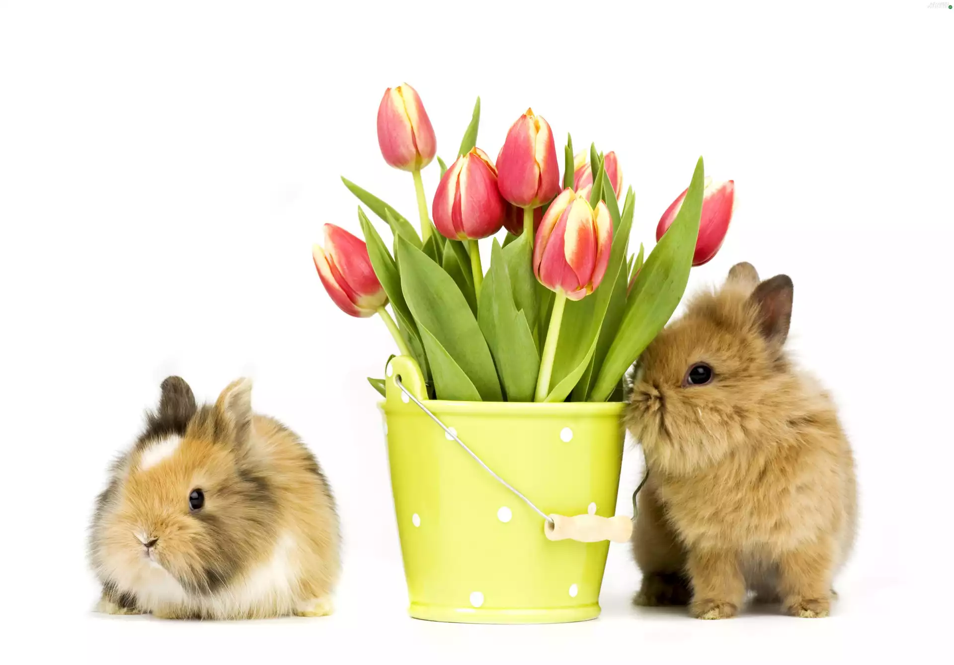 rabbits, tulips, Bucket, bouquet