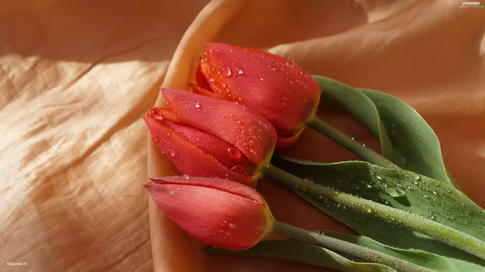 drops, bouquet, Red, Tulips, lying