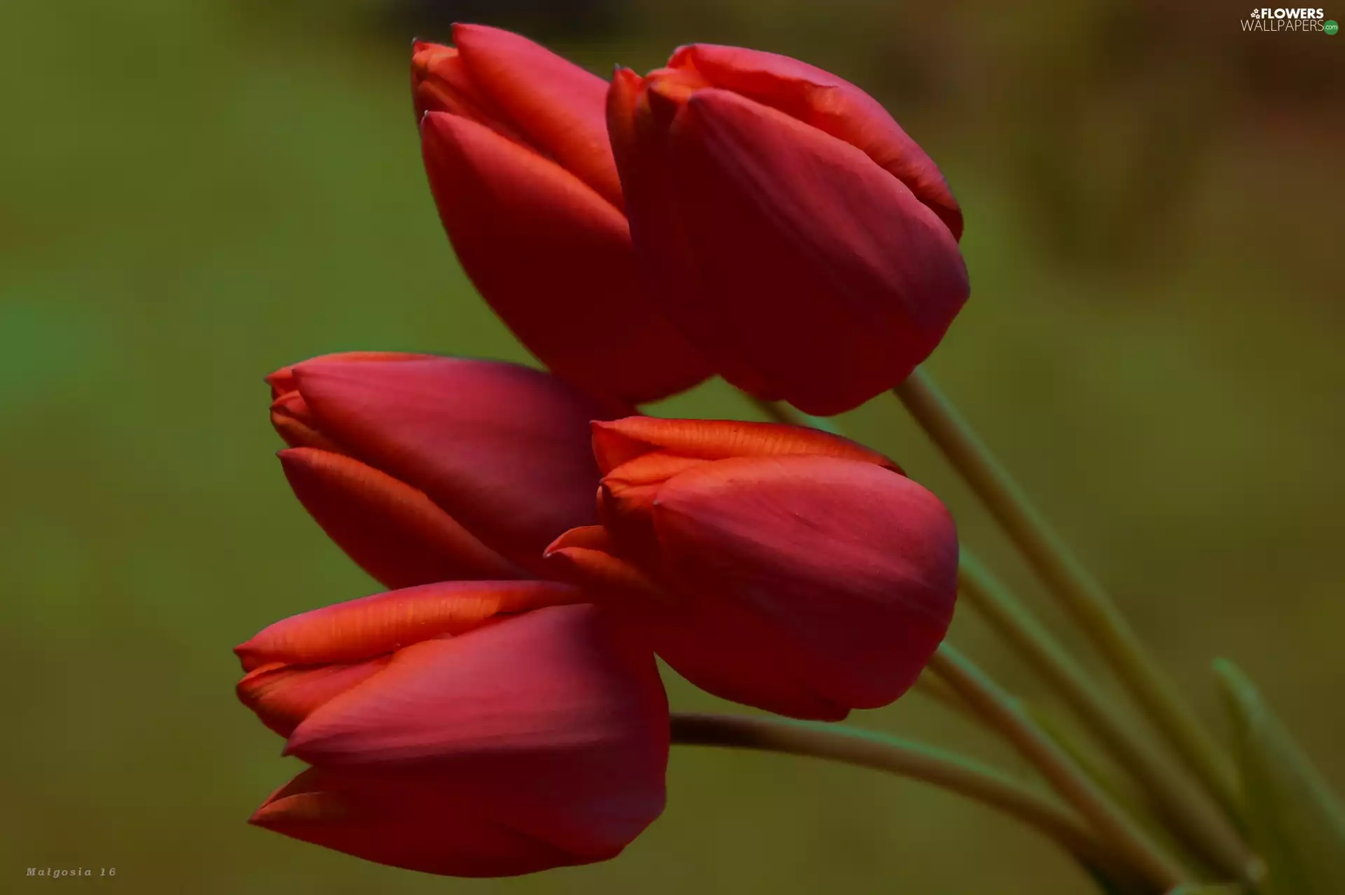 bouquet, Tulips, Red