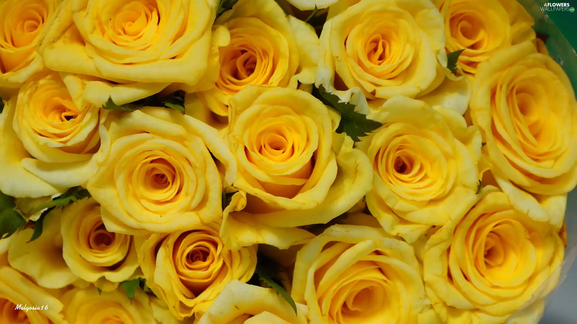 bouquet, Yellow, roses
