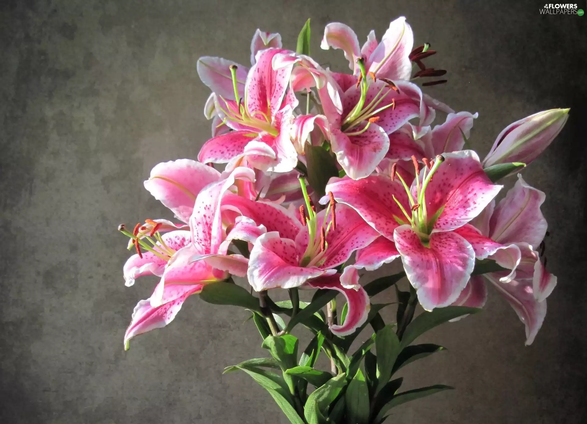 Tiger lily, Flowers, bouquet