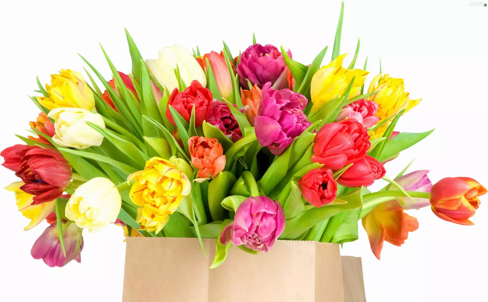 bouquet, color, Tulips