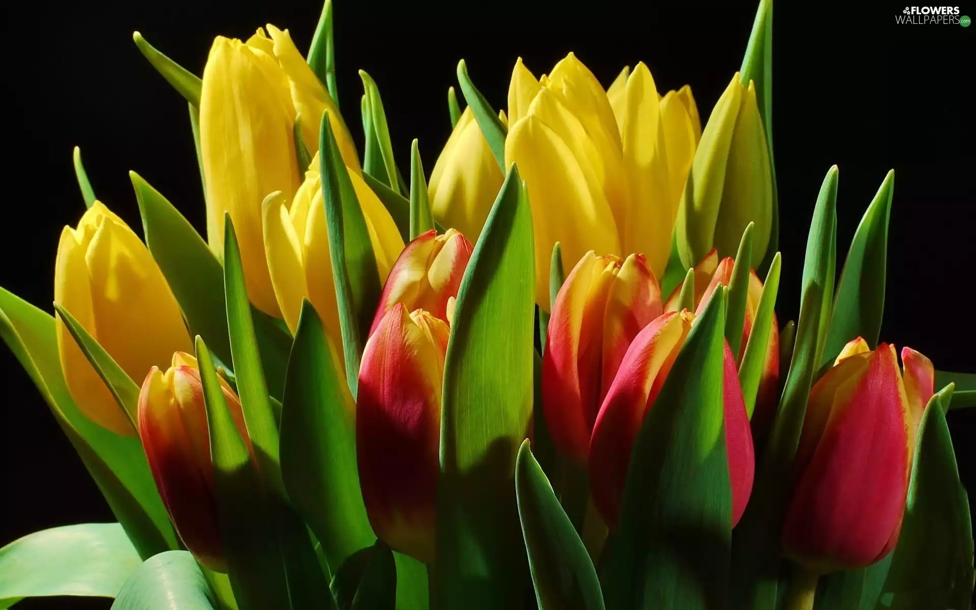bouquet, color, Tulips