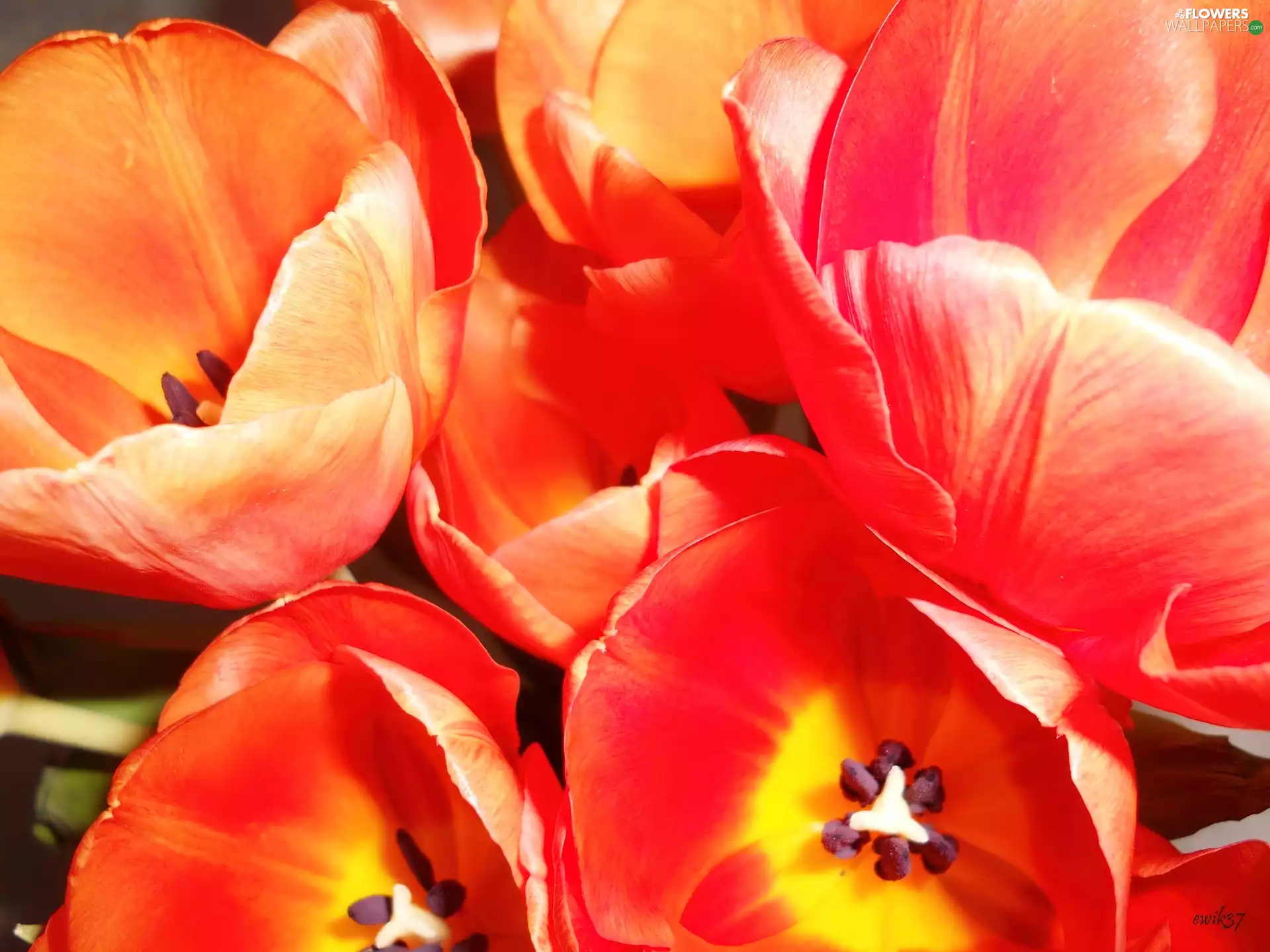 bouquet, Orange, Tulips