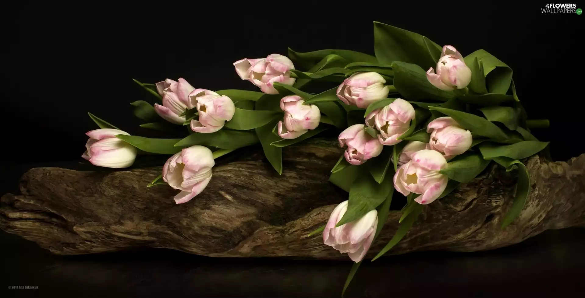 bouquet, Pink, Tulips