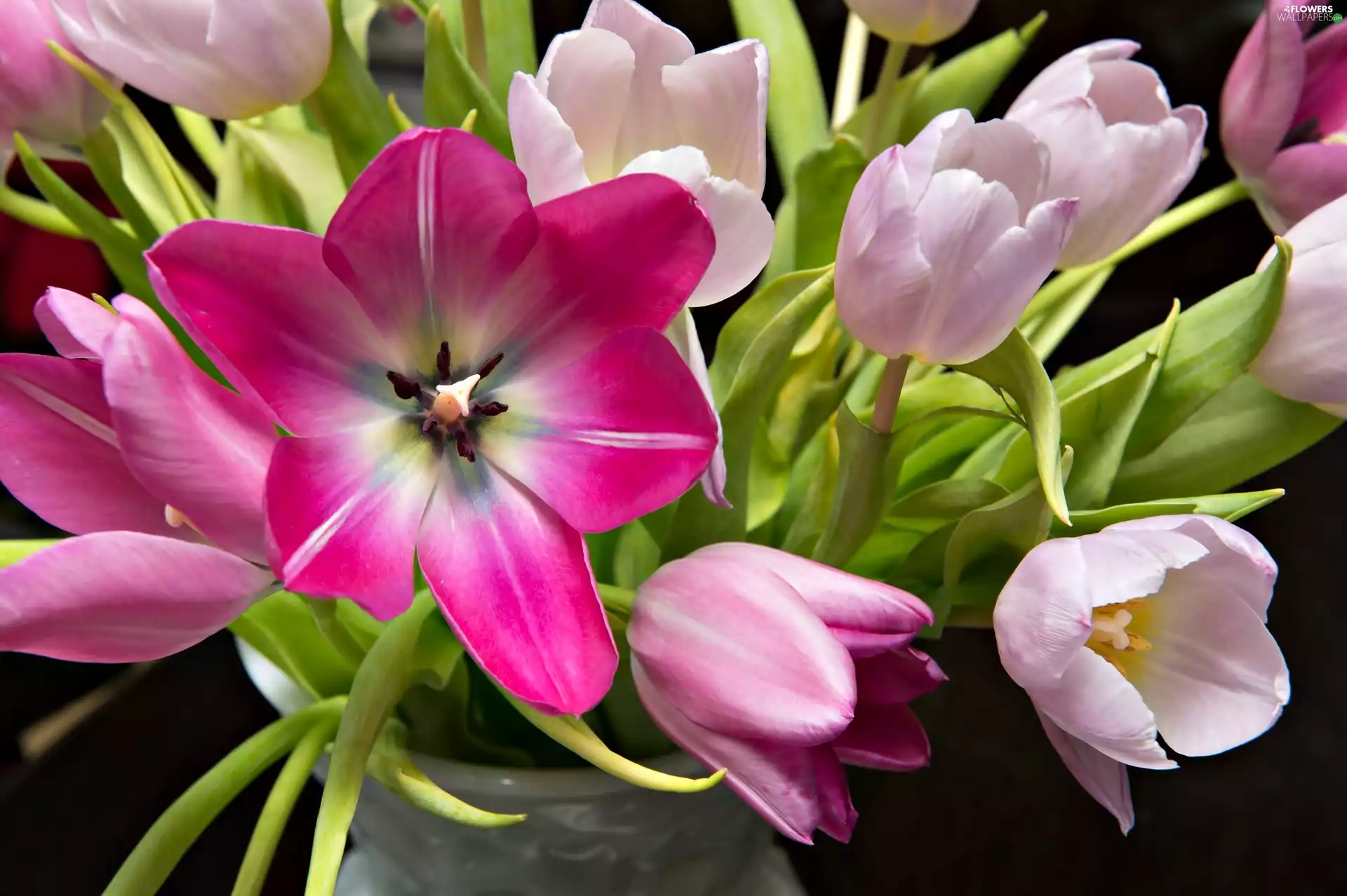 bouquet, Pink, Tulips