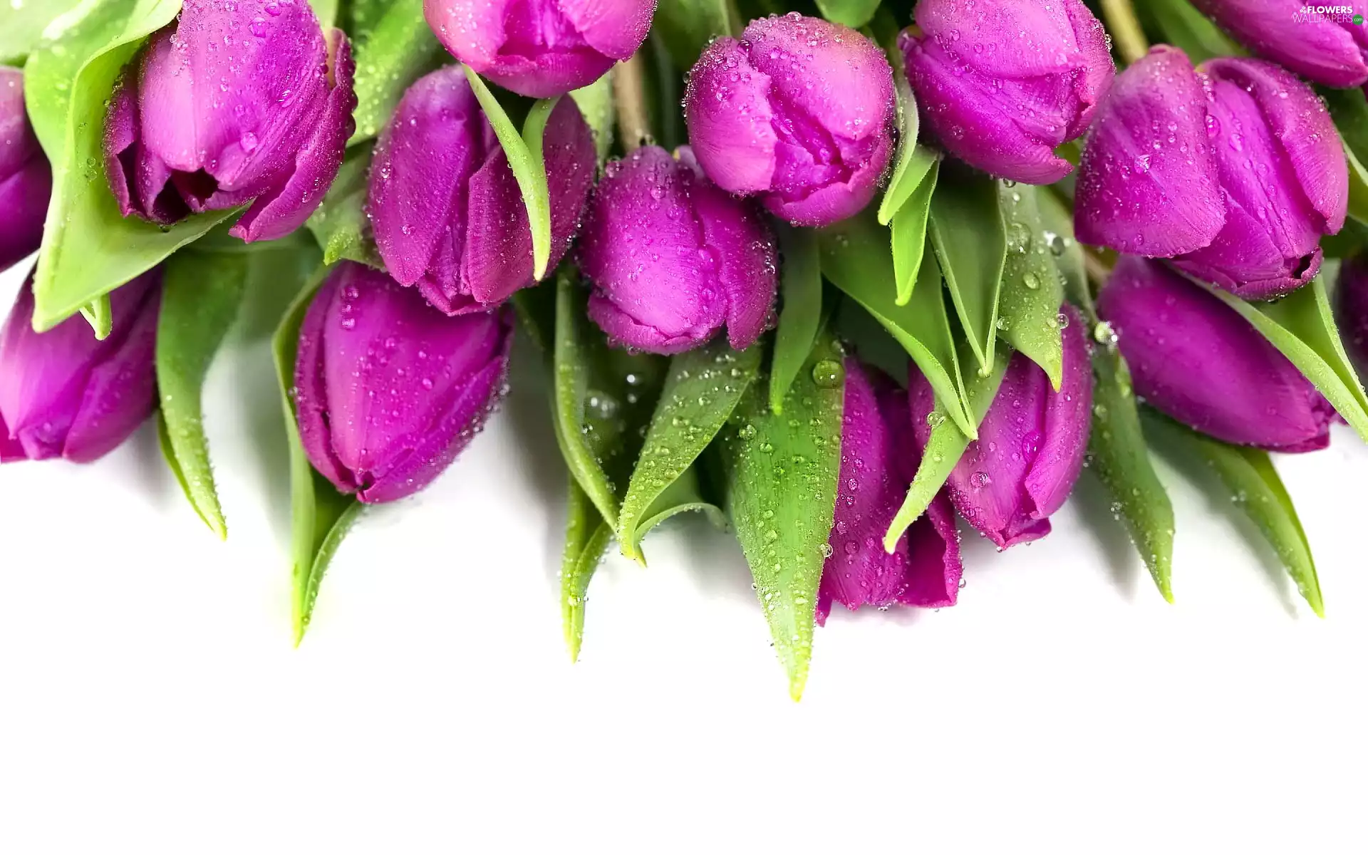 bouquet, purple, Tulips