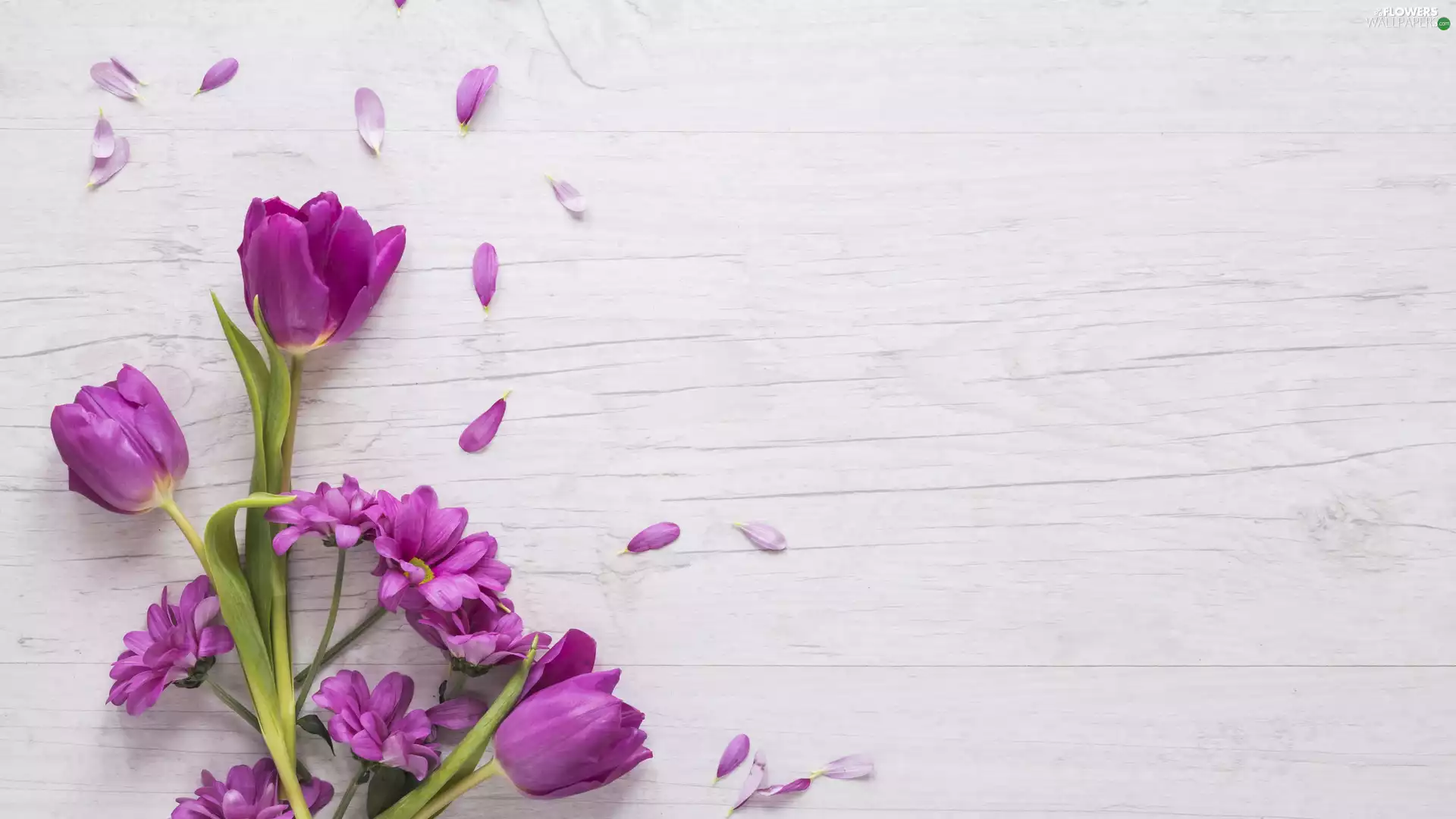 Flowers, bouquet, Tulips, Chrysanthemums, purple