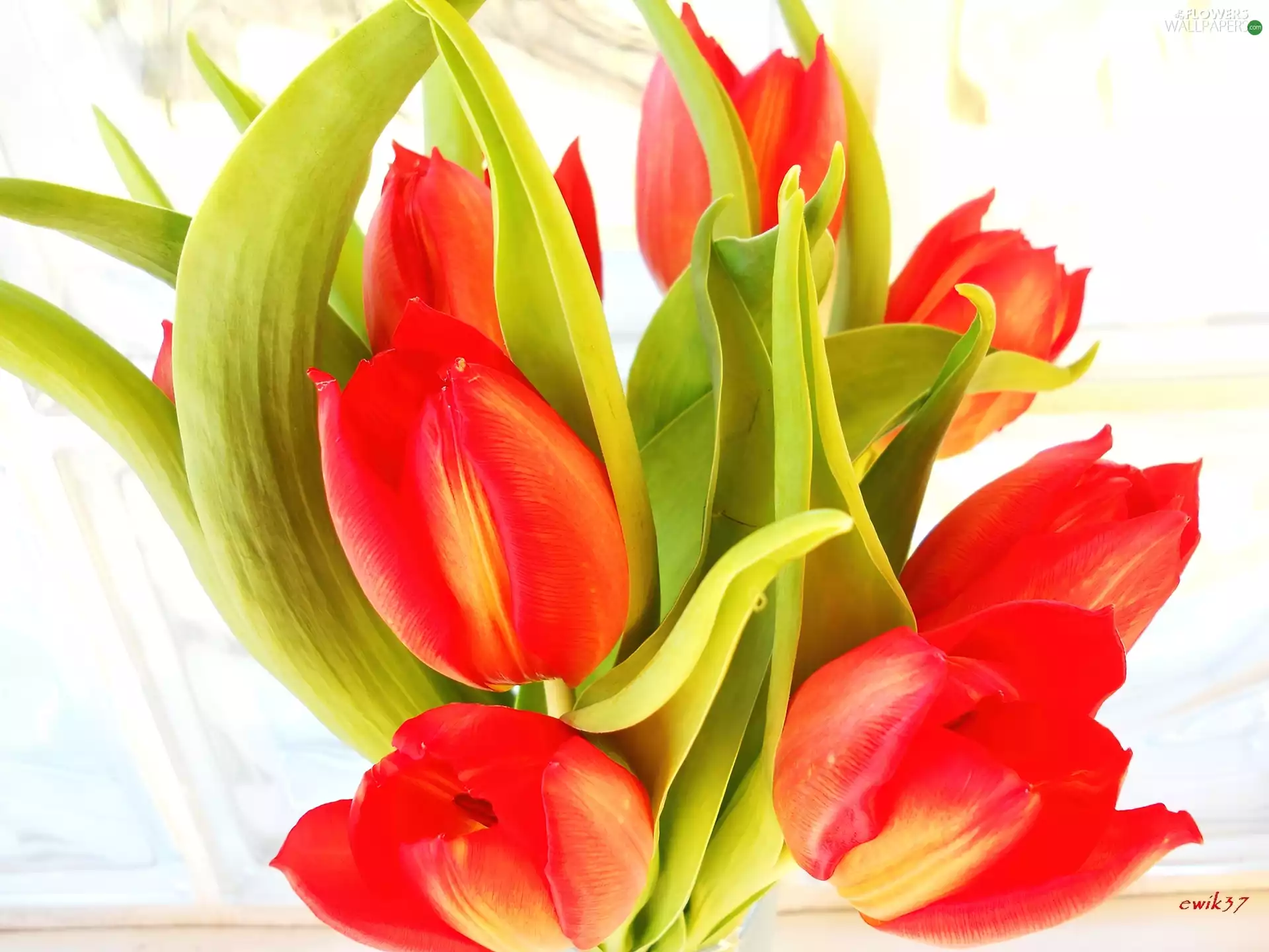 bouquet, Red, Tulips