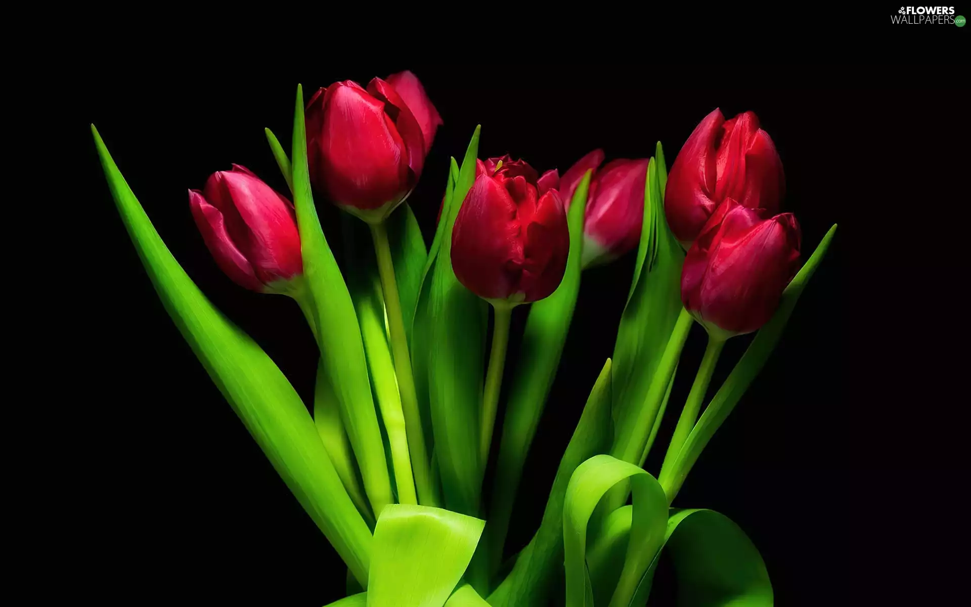 bouquet, Red, Tulips