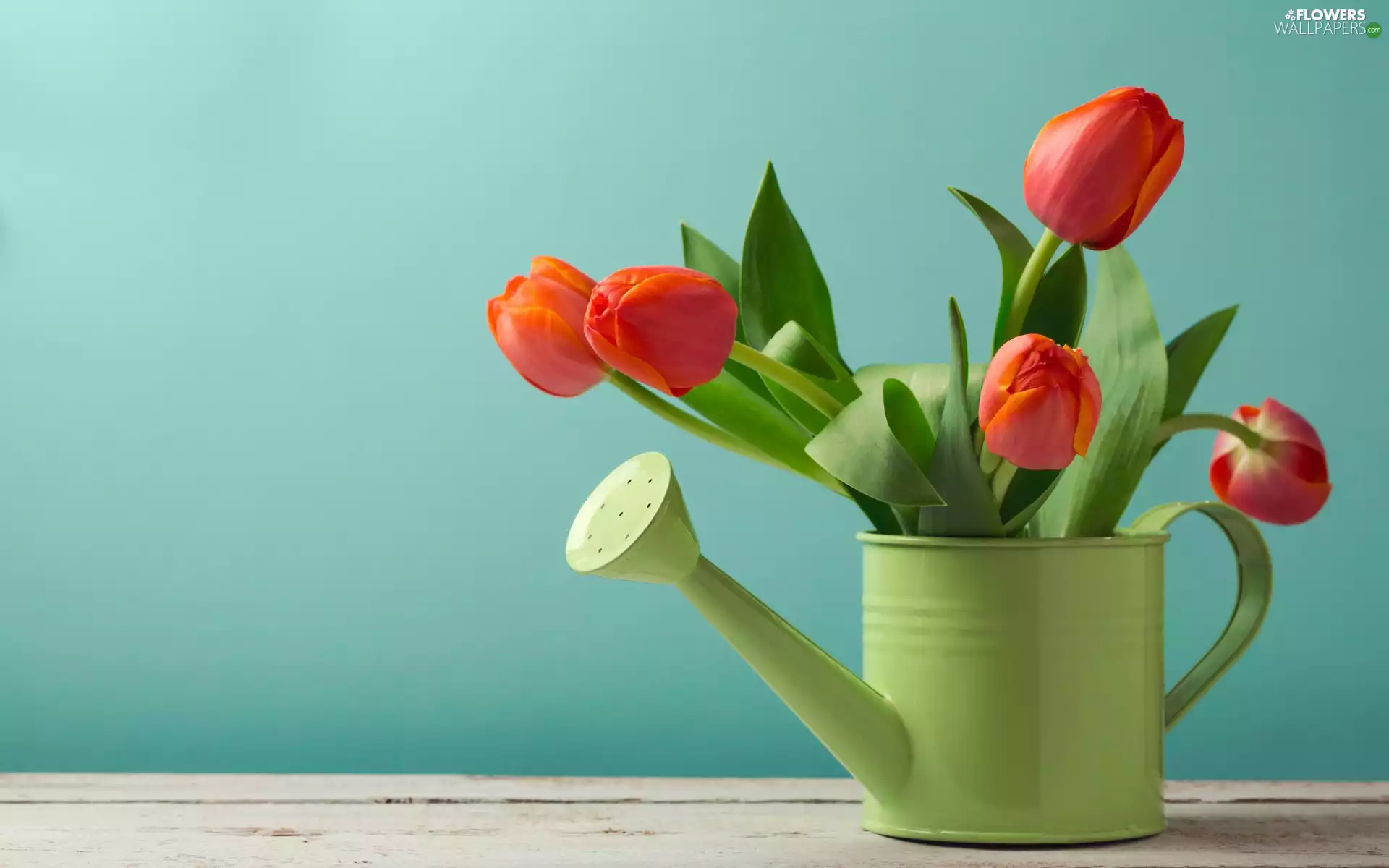 Tulips, bouquet, watering can, Red