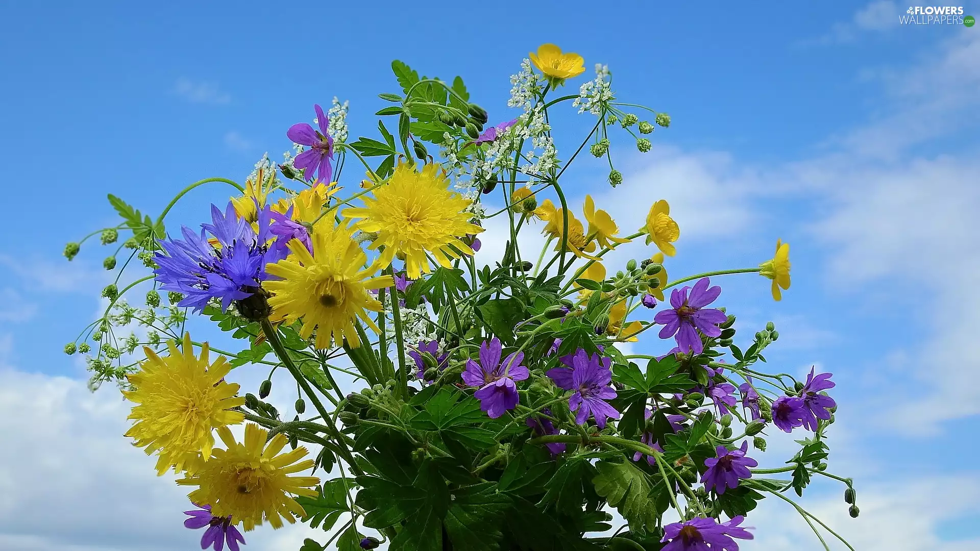 Sky, bouquet, Wildflowers, Flowers, color