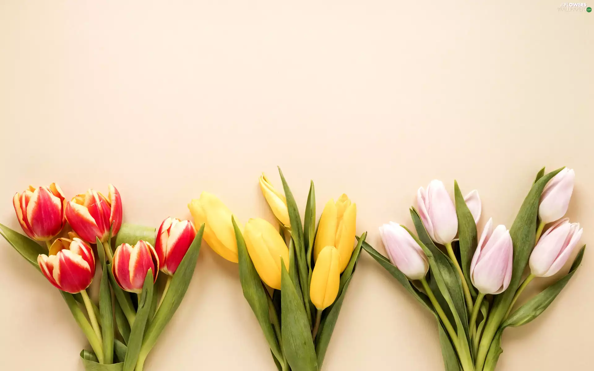 Three, Bouquets, color, Tulips, Flowers