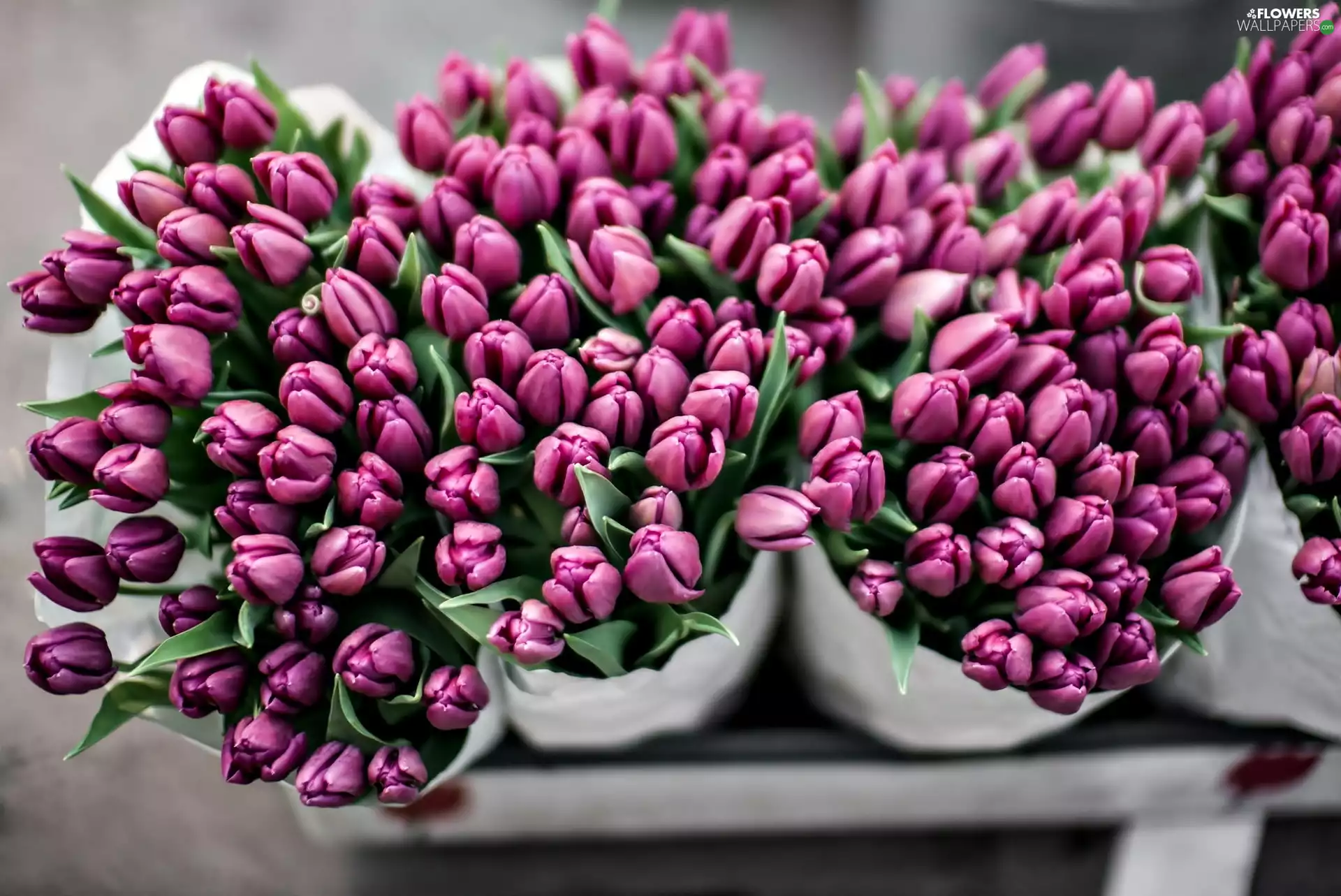 Bouquets, Pink, Tulips