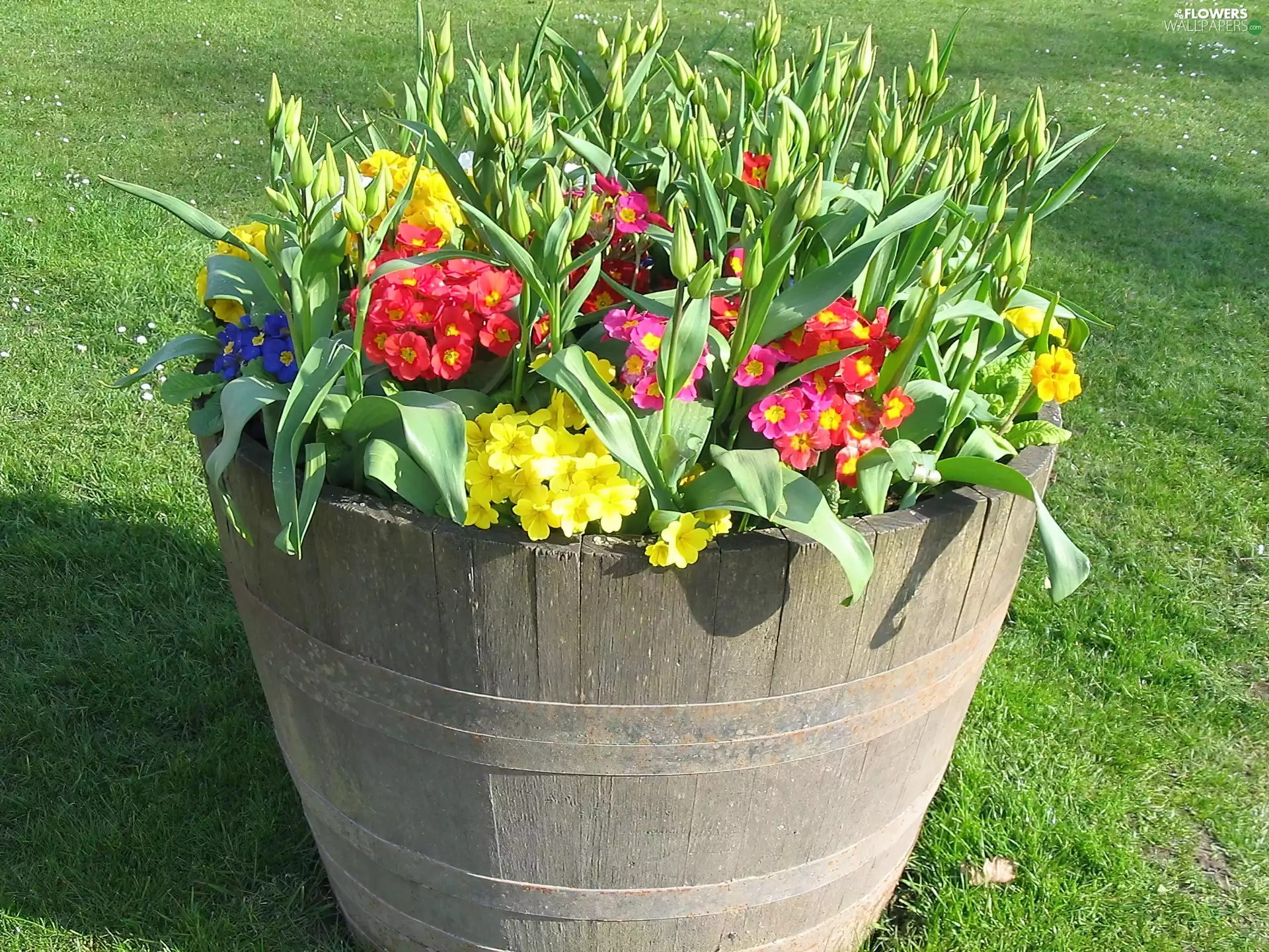 bowl, Flowers, bouquet