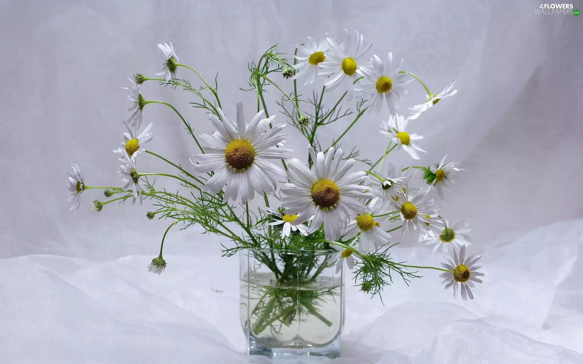 bowl, bouquet, Camomile