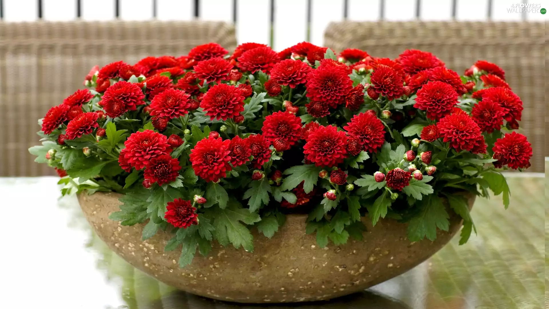 bowl, Red, Chrysanthemums