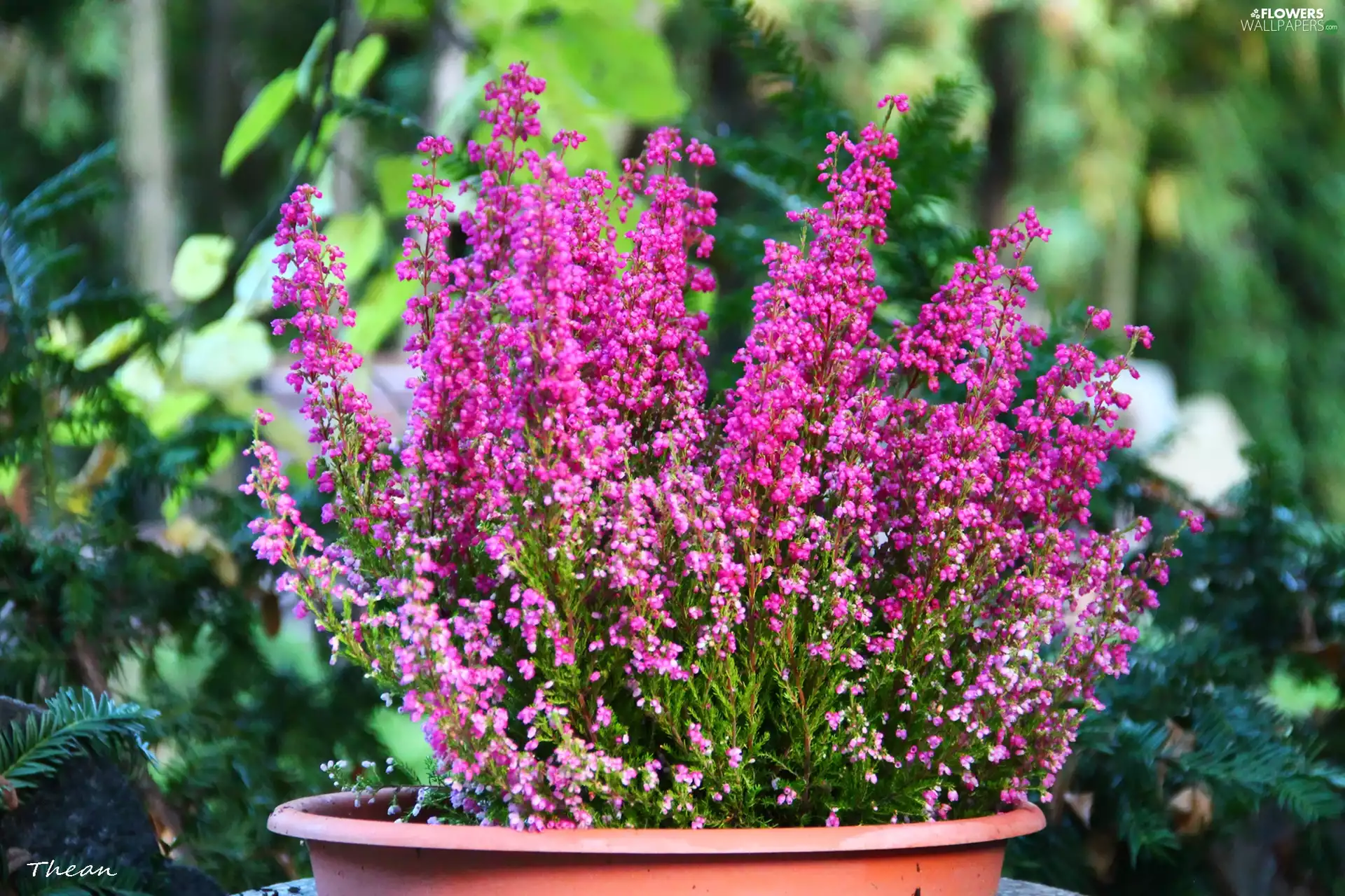 bowl, Pink, heathers