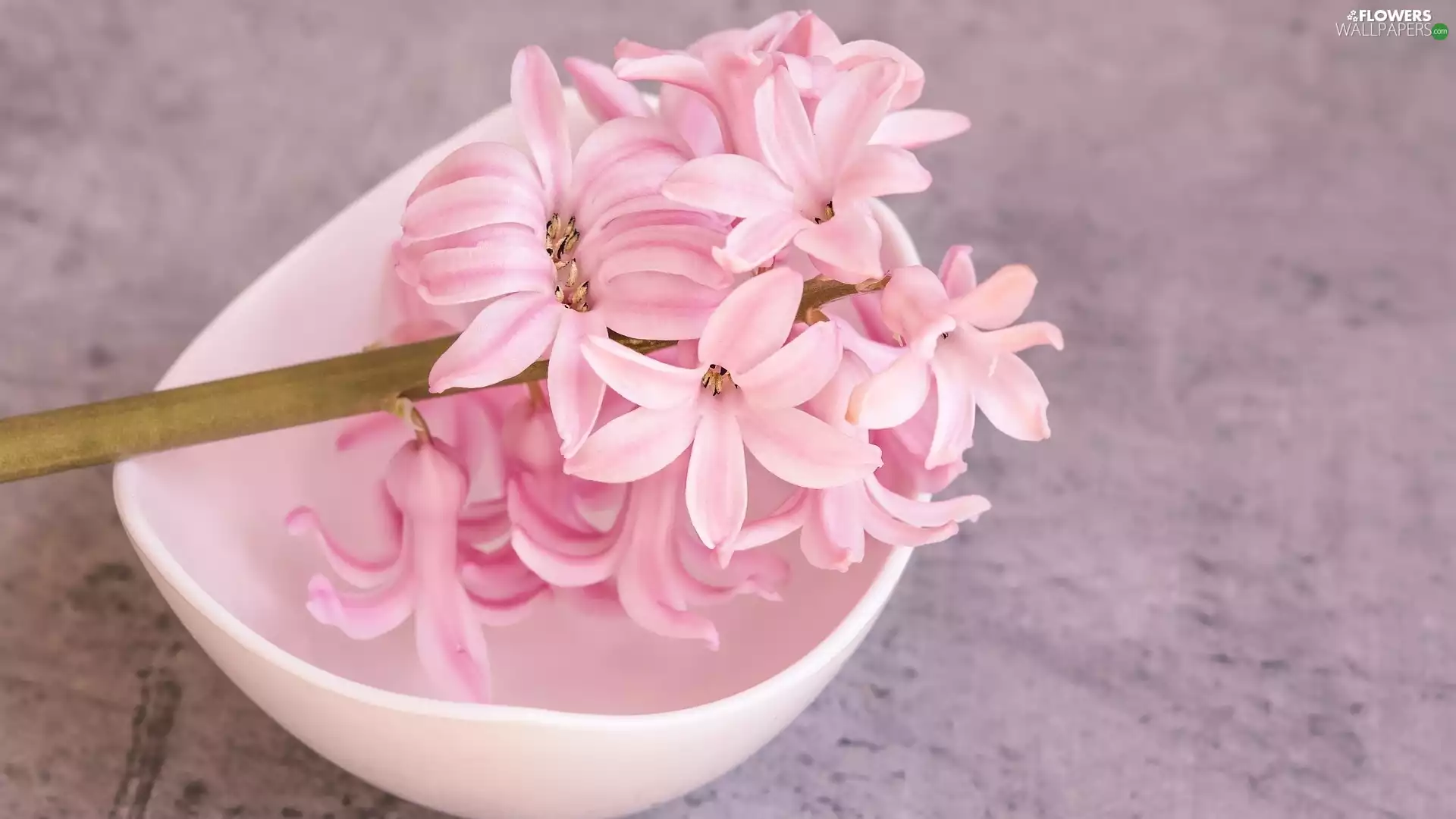 bowl, Pink, hyacinth