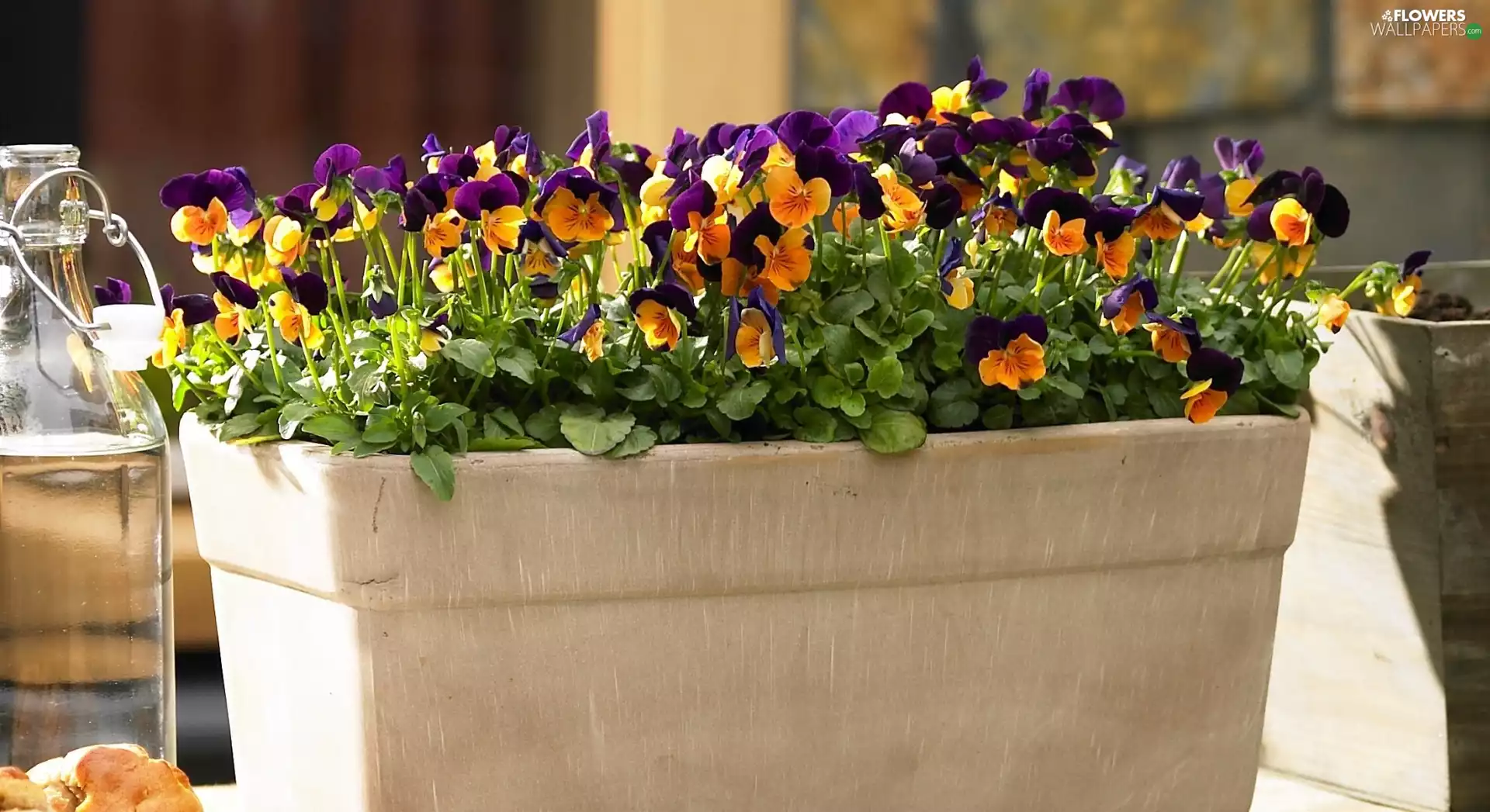 bowl, pansies, Leaf