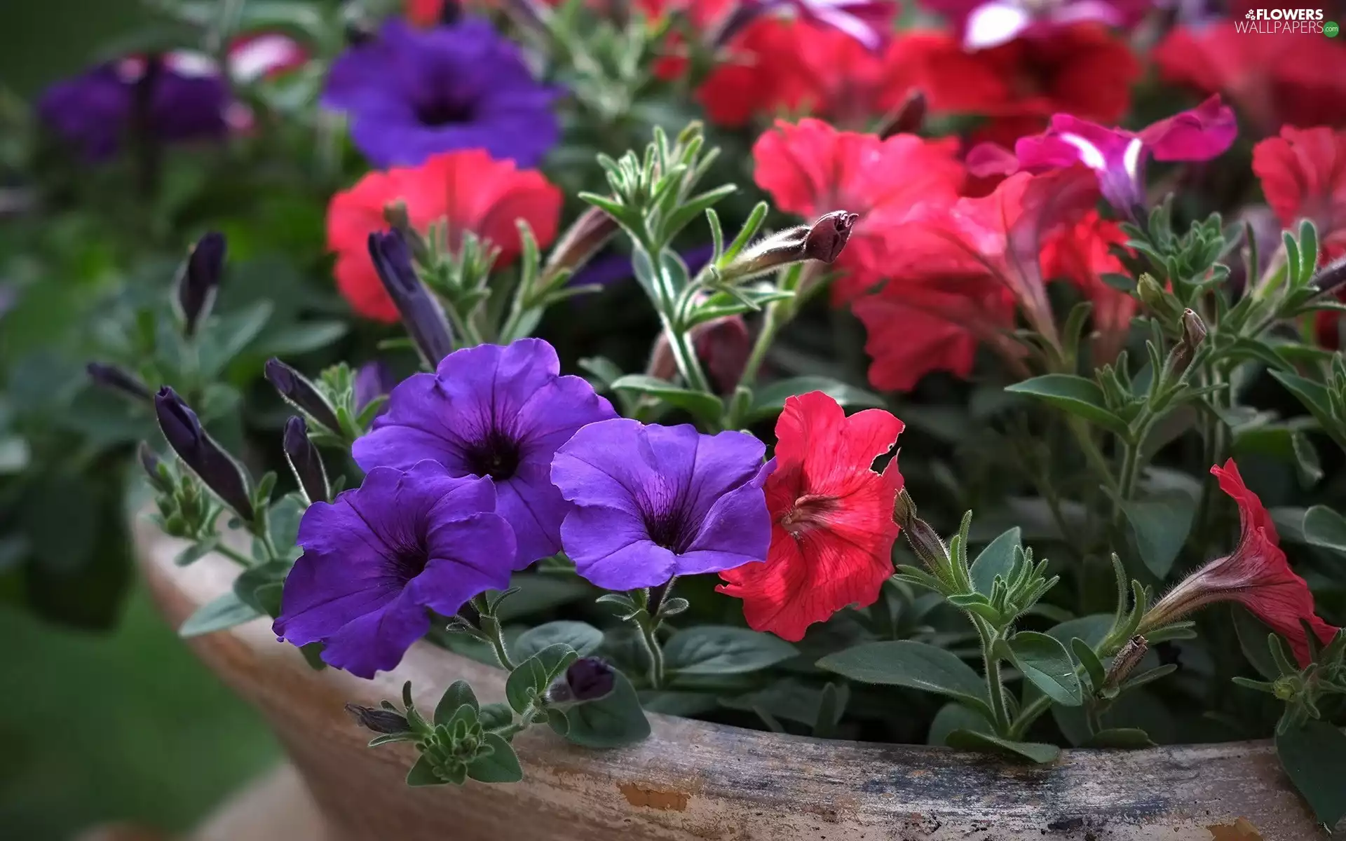 Red, petunias, bowl, purple