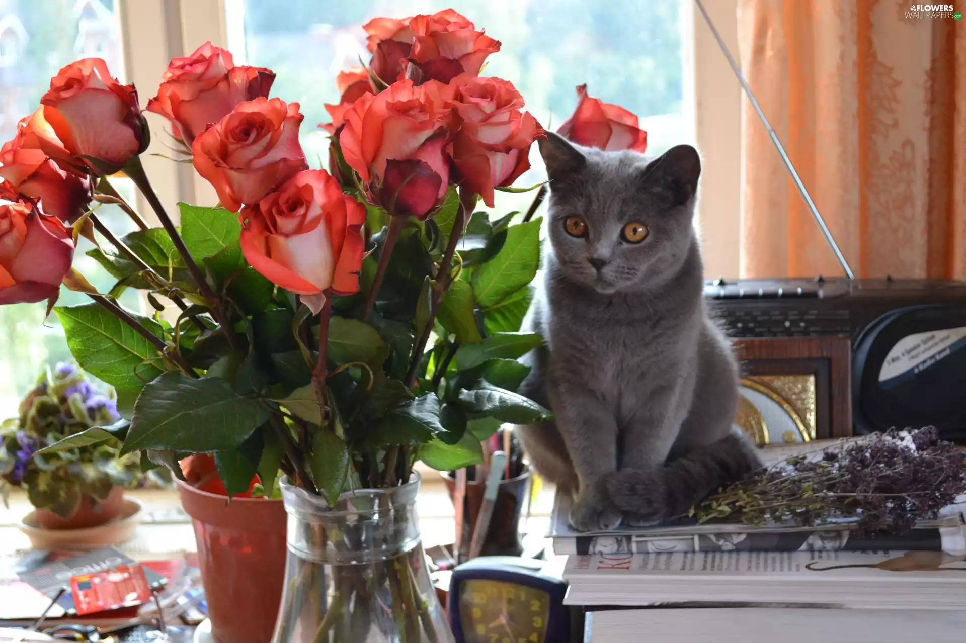 bowl, kitten, roses