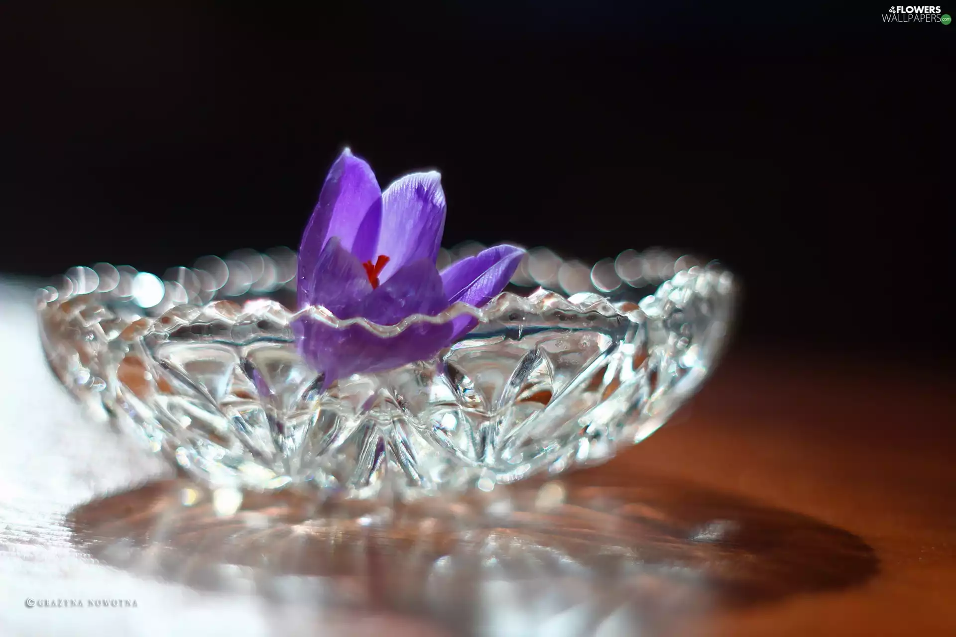 Violet, Crystal, bowl, crocus