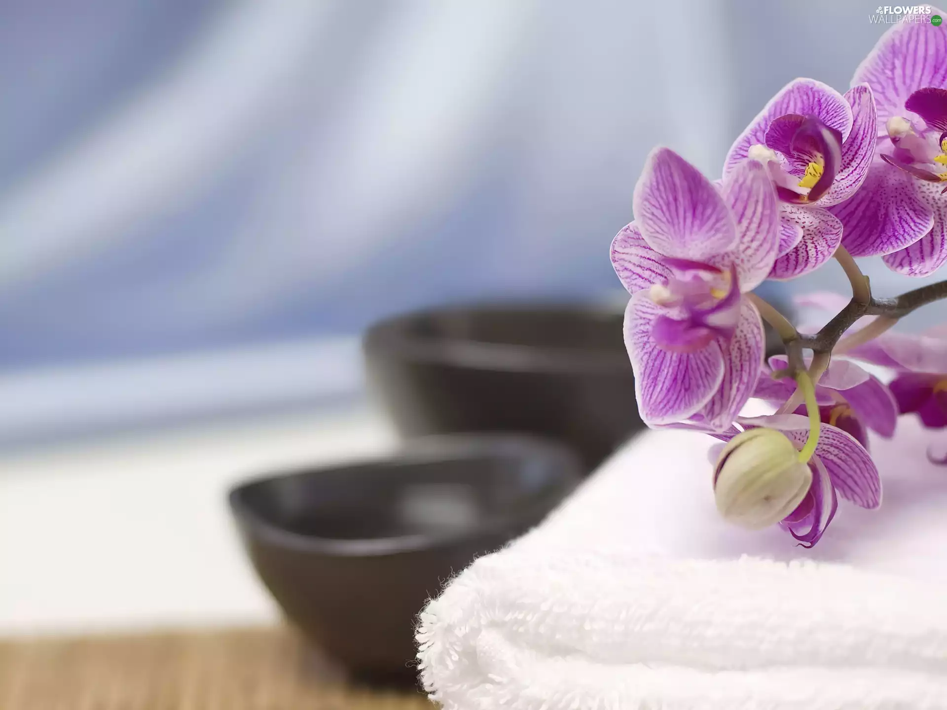 orchids, Towel, Bowls, White