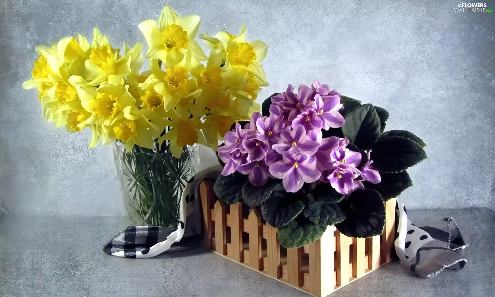 box, bowl, Daffodils