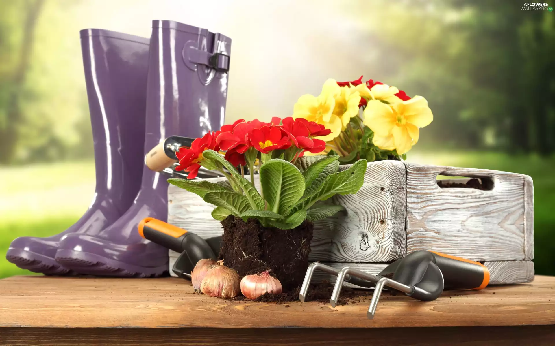 primroses, Garden, wellingtons, box, tools, Flowers