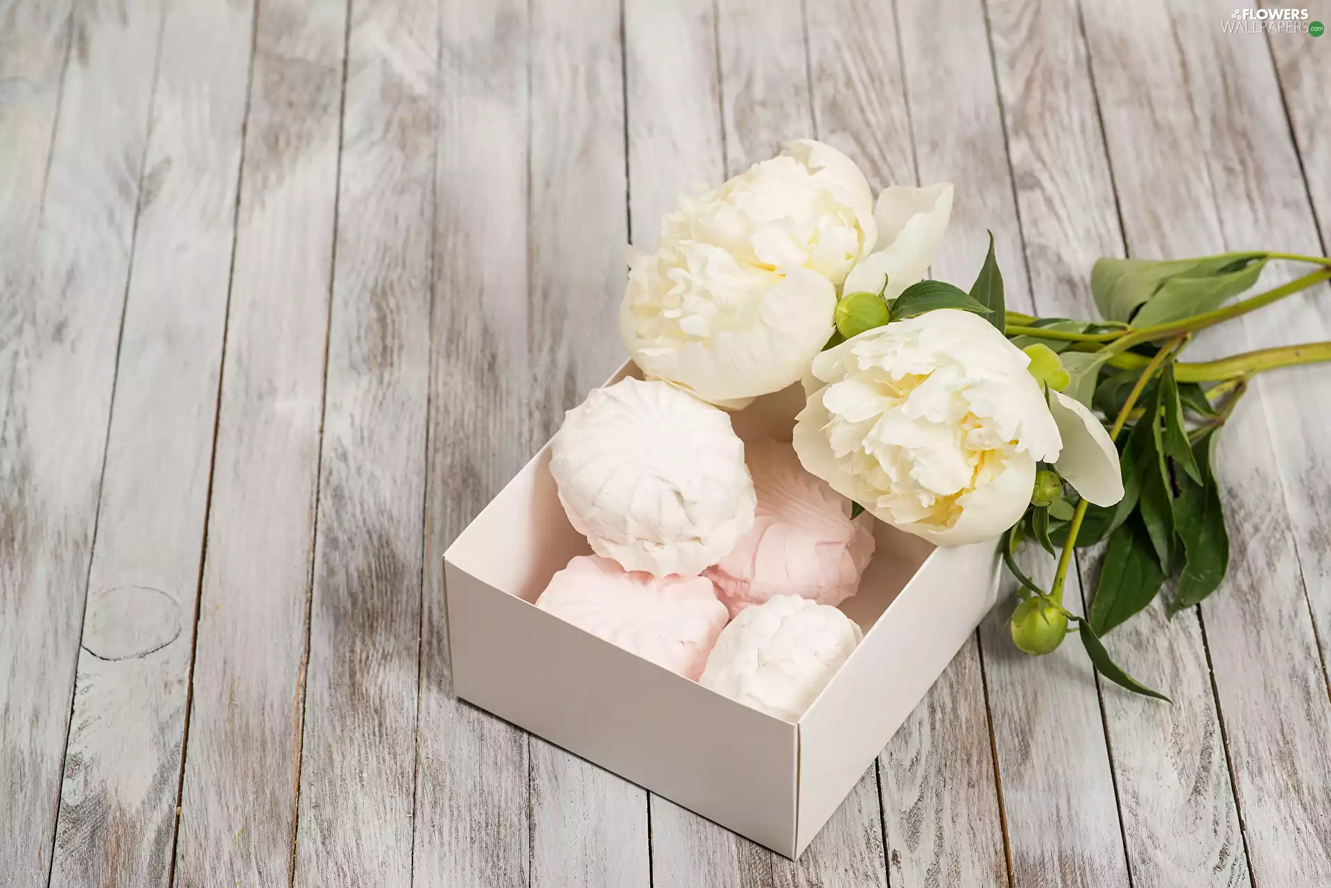 Box, Peonies, meringues