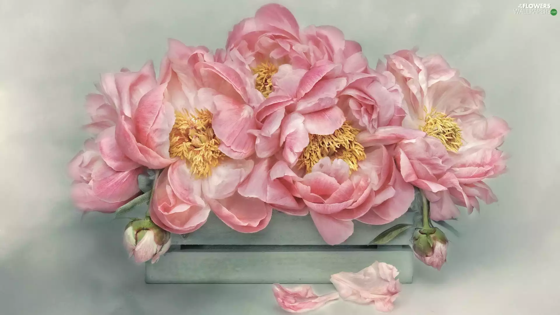 box, Flowers, Peonies
