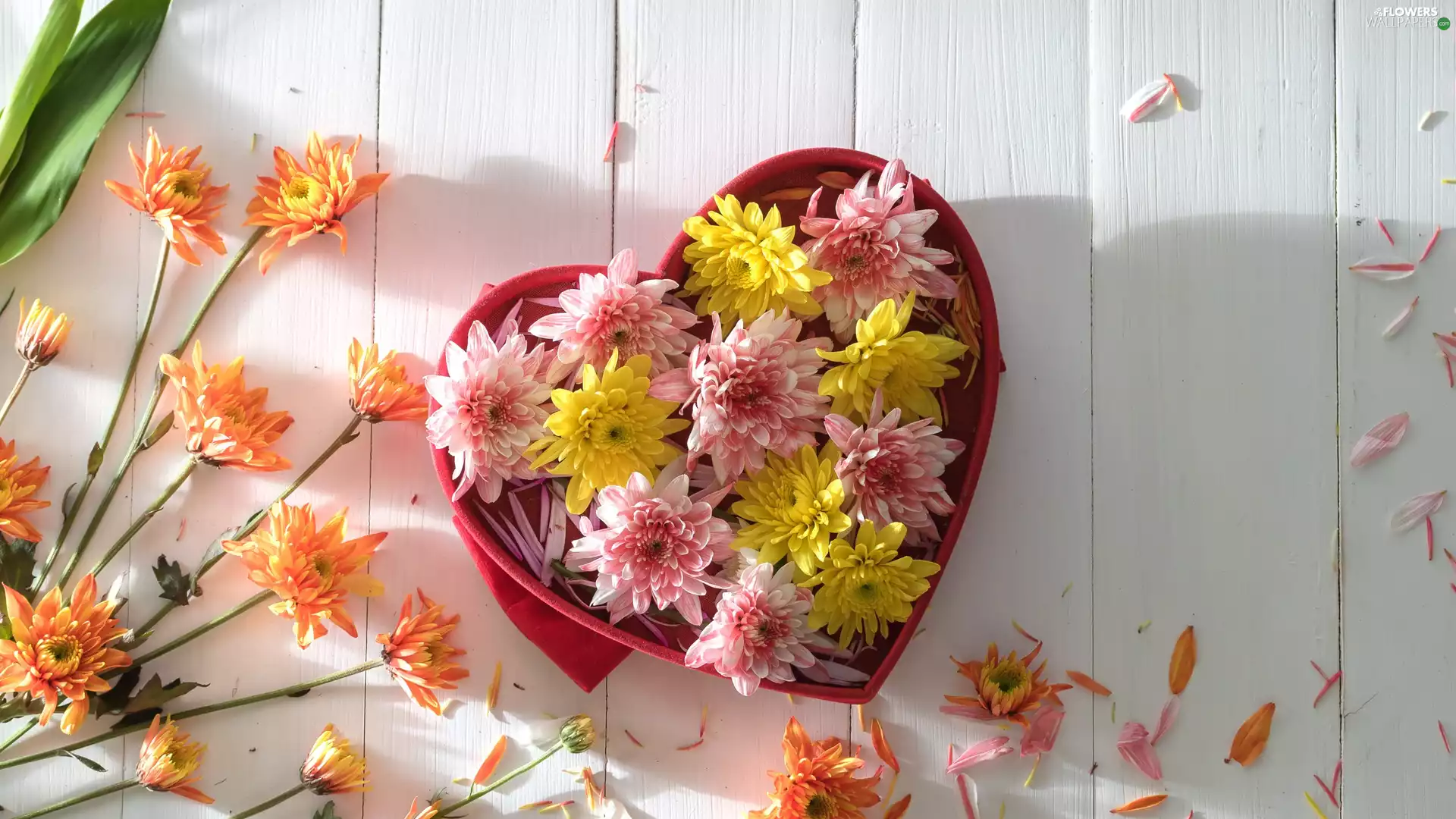 Yellow, Flowers, White, Orange, flakes, Heart, Box, Pink, Chrysanthemums, shadow, boarding