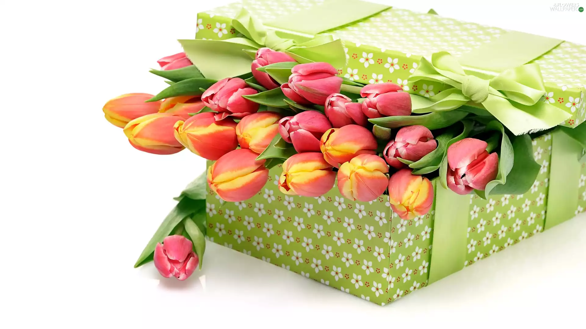 white background, Tulips, Box