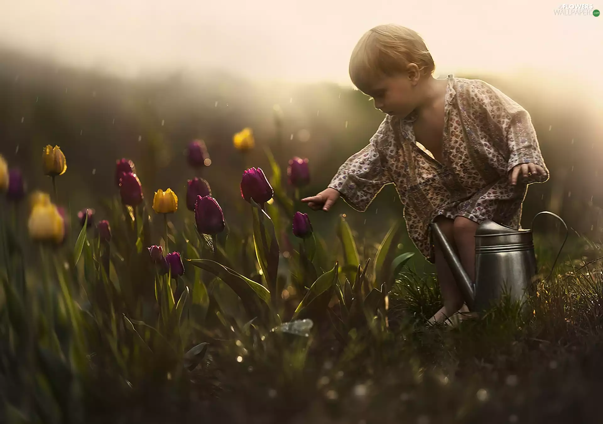 watering can, Fog, boy, Tulips, Kid