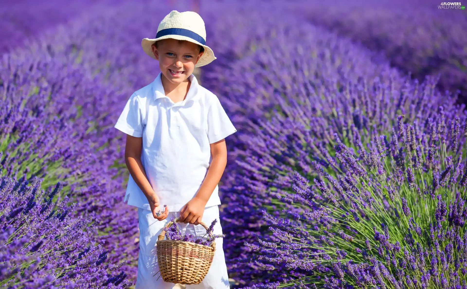 boy, lavender