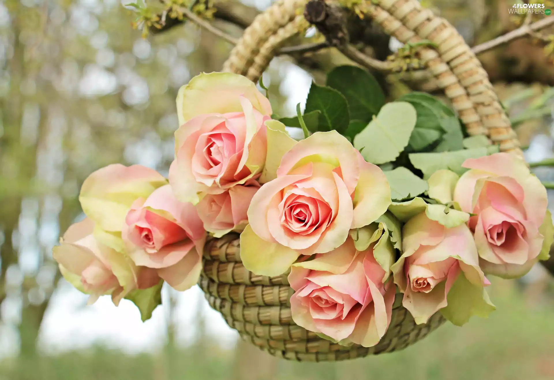 trees, branch, roses, basket, Flowers