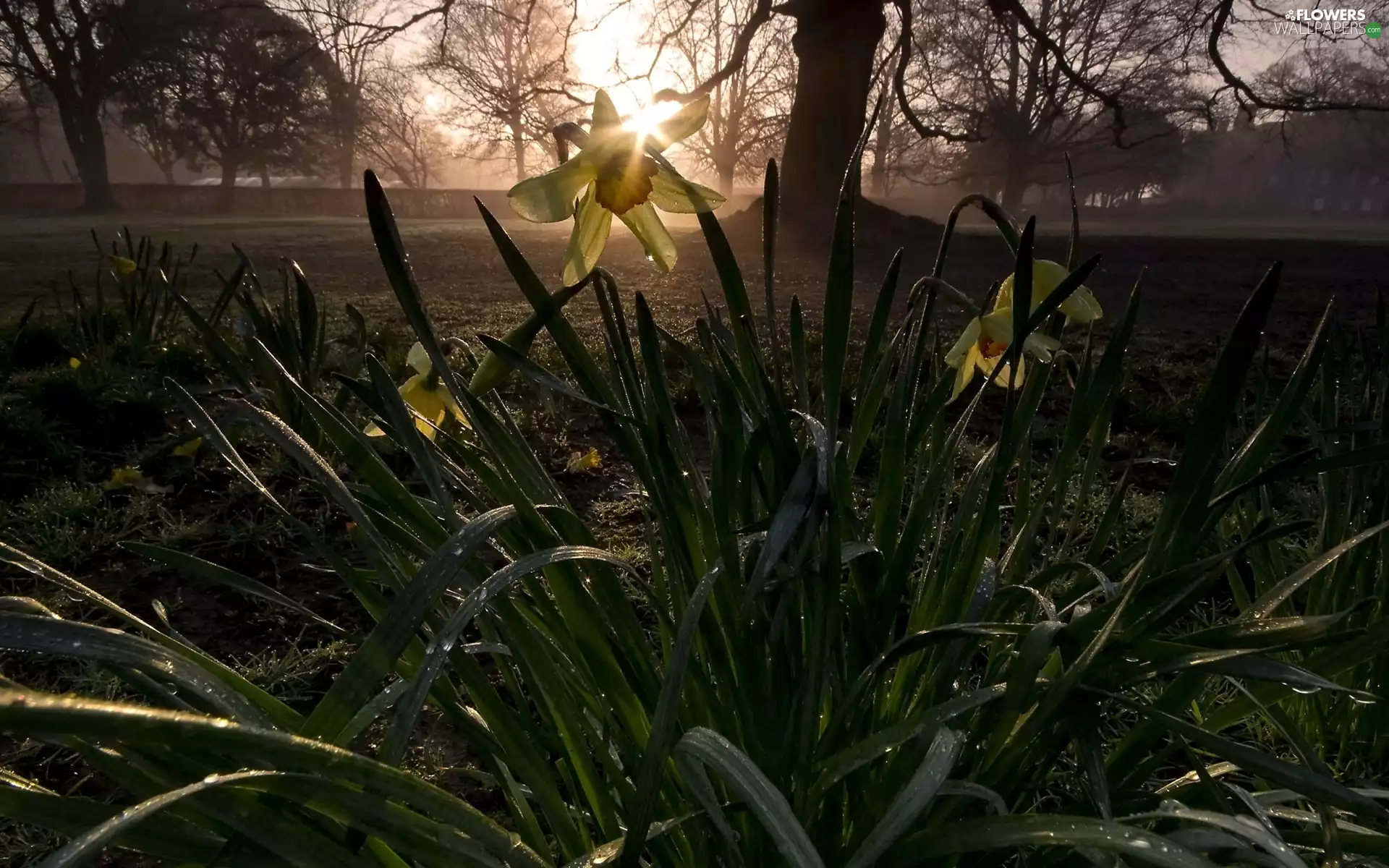 Flowers, morning, light breaking through sky, Daffodils