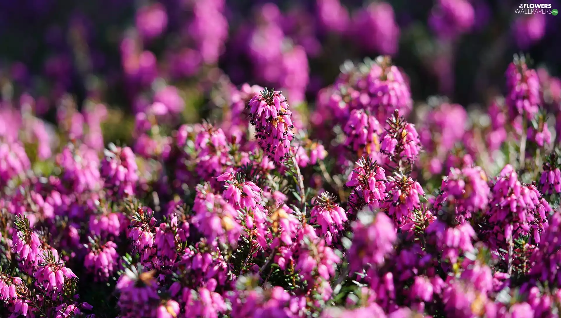 Briar, Flowers, Violet