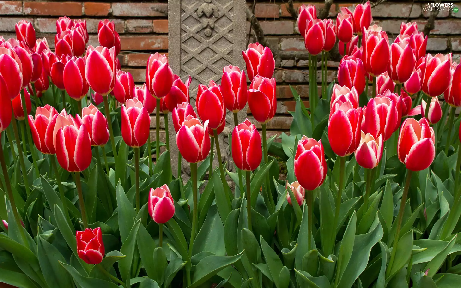 ledge, brick, Tulips, Leaf, Flowers