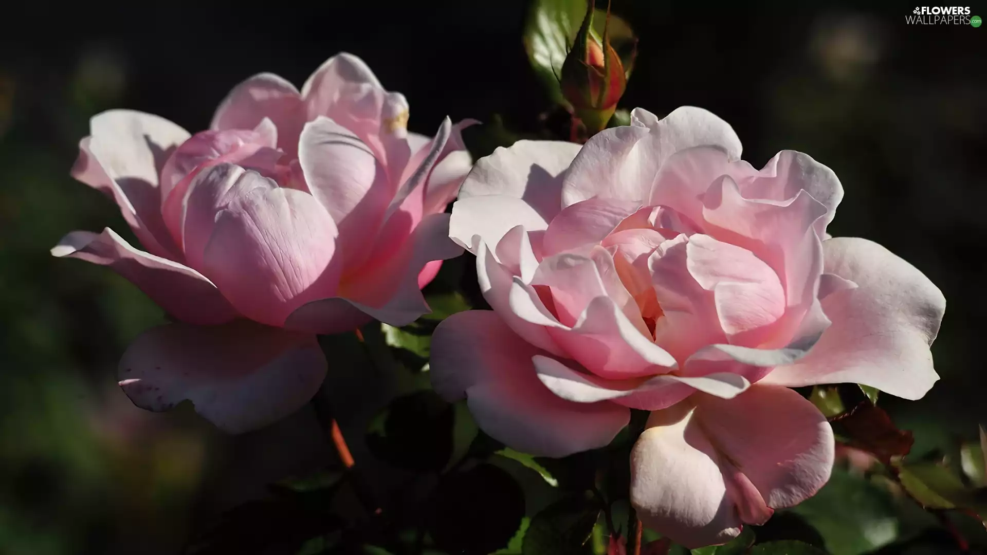 Two, roses, bud, Bright