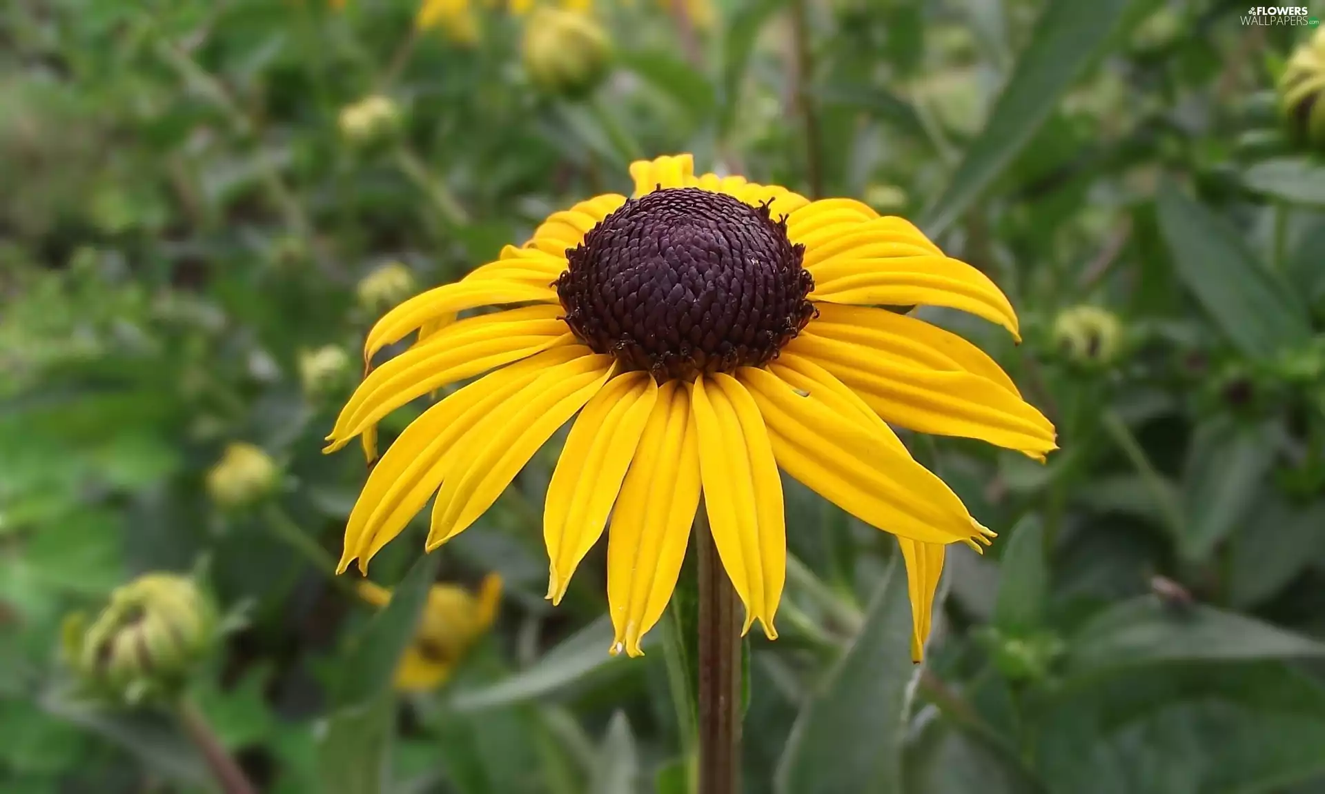 Colourfull Flowers, Rudbeckia brilliant